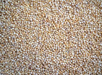 Sorghum