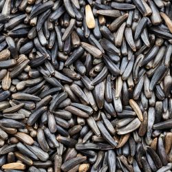 Niger Seeds