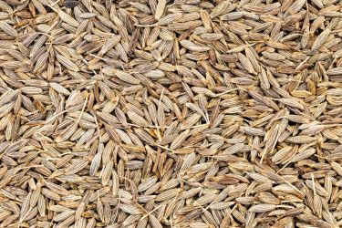 Cumin Seeds